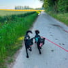 Nero, Junghund sucht eigene Familie