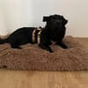 Nero, Junghund sucht eigene Familie