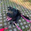 Nero, Junghund sucht eigene Familie