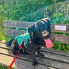 Nero, Junghund sucht eigene Familie