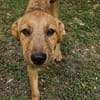Max, ausgeglichener Welpe sucht Familie