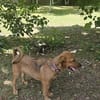 Max, ausgeglichener Welpe sucht Familie