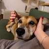 Opi Rex, lieber, ruhiger Hund sucht Zuhause