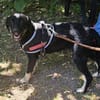 Zoe, freundlicher Welpe sucht Familie