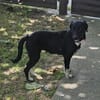 Zoe, freundlicher Welpe sucht Familie