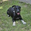 Zoe, freundlicher Welpe sucht Familie
