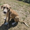 Marie, wundervoller Welpe sucht Zuhause
