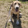 Marie, wundervoller Welpe sucht Zuhause