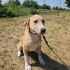 Marie, wundervoller Welpe sucht Zuhause