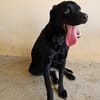 Bagheera