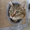 HERMINE