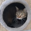 HERMINE