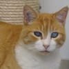 RON