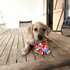 BIJOU, un cadeau en or