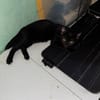 BLACKY