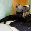 BLACKY