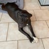 XENA, femelle croisée créole junior
