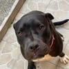 XENA, femelle croisée créole junior