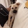 MOKA, chiot mâle Berger Créole