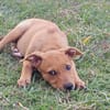 LILOU, chiot femelle Berger Créole