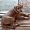 NUCCIOLA, chiot femelle croisée braque
