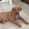 NUCCIOLA, chiot femelle croisée braque