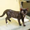 BLACKY, chaton mâle européen