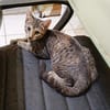 KATE, chaton femelle européen