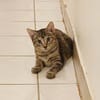KATE, chaton femelle européen
