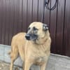 Safira - die Liebe und Treue in Person