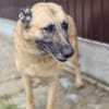 Safira - die Liebe und Treue in Person