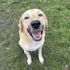 Kangal mit Retrieverherz