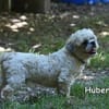 HUBERT