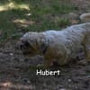 HUBERT