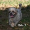 HUBERT