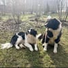 Ria & Tessa zwei Herzen die nur zusammen glücklich sind