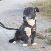 Suki2 - wartet in 59199 Bönen/Kreis Unna