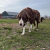 Grete sucht ihre Menschen