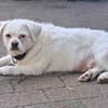 Susy kleine Mixhündin 8-10 Jahre 97318
