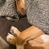 Freddi  ein richtig toller Hundekumpel