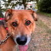 Maverick