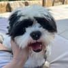 verschmuster Alvin sucht seine Menschen