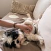 verschmuster Alvin sucht seine Menschen