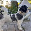 verschmuster Alvin sucht seine Menschen