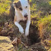 Pippa sucht ihre Menschen