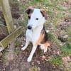 Pippa sucht ihre Menschen