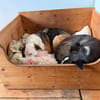 Pippa sucht ihre Menschen