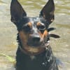🐾 Simba  kluger Herzenshund sucht seinen Menschen 🐾
