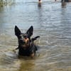 🐾 Simba  kluger Herzenshund sucht seinen Menschen 🐾