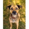 Cody - wartet in 97258 Oberickelsheim